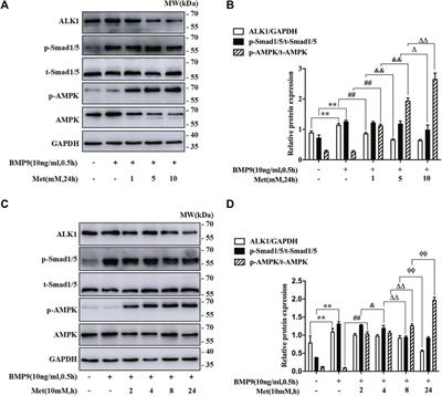 Metformin suppresses proliferation and differentiation induced by BMP9 via AMPK signaling in human fetal lung fibroblast-1